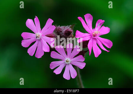 Fleurs mâles red campion Banque D'Images