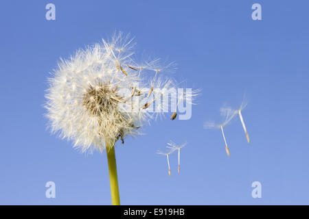 Graines de pissenlit Banque D'Images