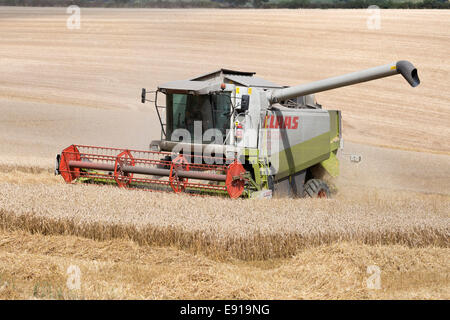 Champ de blé de la récolte à la moissonneuse-batteuse, près de Winchcombe, Cotswolds, Gloucestershire, Angleterre, Royaume-Uni, Europe Banque D'Images