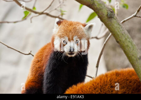 Le panda rouge (Ailurus fulgens) Banque D'Images