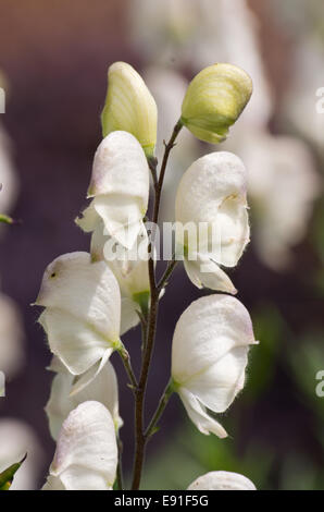 Aconitum napellus Gletschereis Banque D'Images