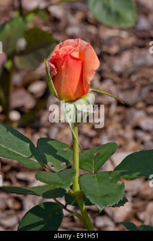 Rose Vœux chaleureux Banque D'Images