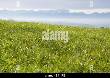 Vert pâturage dans les Alpes Banque D'Images