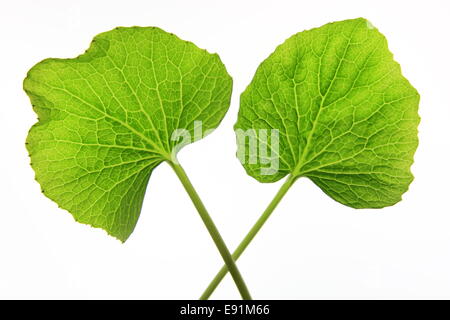 Deux feuilles de cheval-radis japonais wasabi Banque D'Images