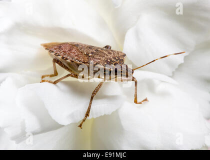 Stink bug sur l'écran ou pour sportifs Banque D'Images