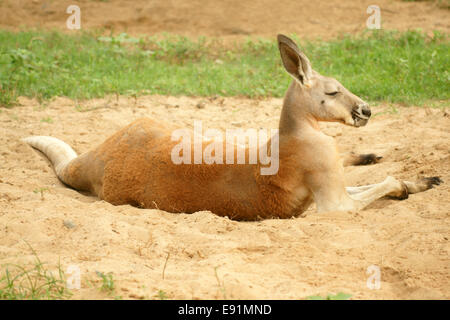 Kangourou rouge (Macropus rufus) Banque D'Images