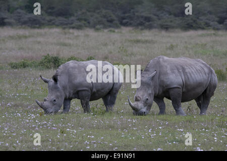 Rhinocéros blancs l'alimentation, le lac Nakuru Banque D'Images