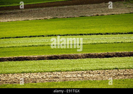 Agriculture - Champs et prairies Banque D'Images