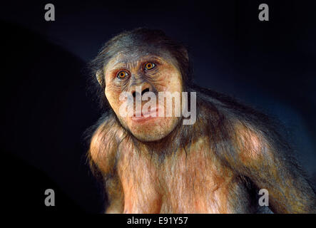 Espagne, Burgos : Portrait d'australopithecus africanus une dans le Musée de l'évolution humaine de Burgos Banque D'Images