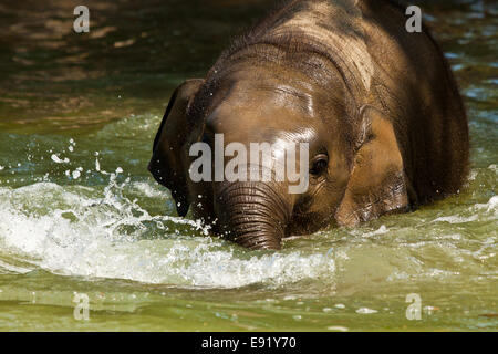 Éléphant d'Asie (Elephas maximus). Banque D'Images