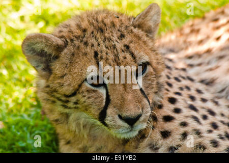 Le Guépard (Acinonyx jubatus) Banque D'Images