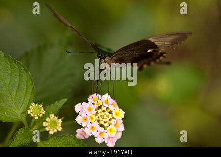 Emerald Papilio palinurus) Banque D'Images