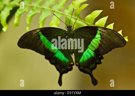 Emerald Papilio palinurus) Banque D'Images