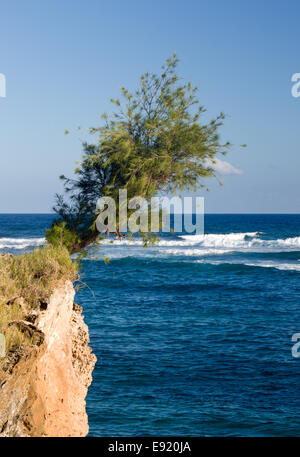 Arbre perché sur une falaise aride Banque D'Images