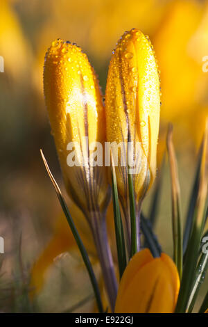 Crocus jaune printemps dans la campagne ouverte Banque D'Images