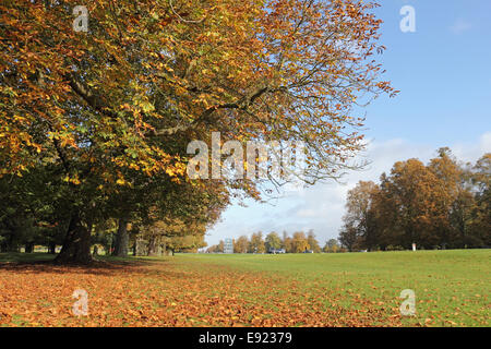 Bushy Park, SW London, Royaume-Uni. 17 octobre 2014. Un beau et chaud matin d'automne dans la région de Bushy Park, avec le soleil l'amélioration de la couleur des arbres d'or sur l'avenue des marronniers. Credit : Julia Gavin UK/Alamy Live News Banque D'Images