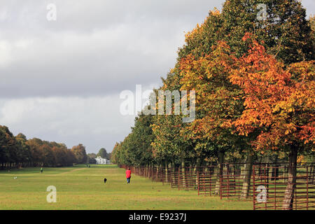 Bushy Park, SW London, Royaume-Uni. 17 octobre 2014. Un beau et chaud matin d'automne dans la région de Bushy Park, avec le soleil l'amélioration de la couleur des arbres d'or sur le marche de la chaux. Credit : Julia Gavin UK/Alamy Live News Banque D'Images