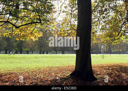 Bushy Park, SW London, Royaume-Uni. 17 octobre 2014. Un beau et chaud matin d'automne dans la région de Bushy Park, avec le soleil l'amélioration de la couleur des arbres d'or sur l'avenue des marronniers. Credit : Julia Gavin UK/Alamy Live News Banque D'Images