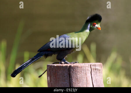 Touraco à joues blanches en captivité (Tauraco leucotis) au cours d'une démonstration d'oiseaux de l'avifaune au zoo, les Pays-Bas Banque D'Images