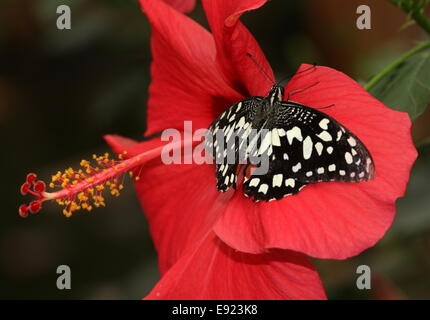 Checkered Papilio demoleus) aka citron ou de lime ou Swallowtail Butterfly petits agrumes, posant sur une fleur d'hibiscus Banque D'Images
