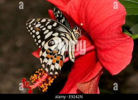 Checkered Papilio demoleus) aka citron ou de lime ou Swallowtail Butterfly petits agrumes, se nourrissent d'une fleur d'hibiscus Banque D'Images