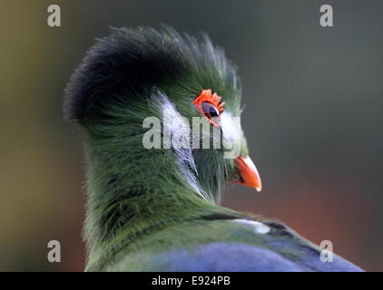 Touraco à joues blanches (Tauraco leucotis) regardant par-dessus son épaule, les gros plan de la tête et des yeux Banque D'Images