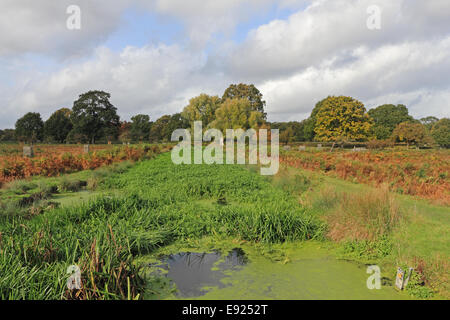 Bushy Park, SW London, Royaume-Uni. 17 octobre 2014. Les couleurs de l'automne d'or à côté de l'Longford qui coule dans le Bushy Park. Credit : Julia Gavin UK/Alamy Live News Banque D'Images