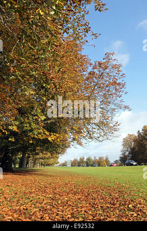 Bushy Park, SW London, Royaume-Uni. 17 octobre 2014. Un beau et chaud matin d'automne dans la région de Bushy Park, avec le soleil l'amélioration de la couleur des arbres d'or sur l'avenue des marronniers. Credit : Julia Gavin UK/Alamy Live News Banque D'Images