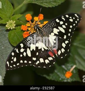 Checkered Papilio demoleus) alias citron ou de lime ou Swallowtail Butterfly petits agrumes, se nourrissant sur une fleur, dorsale Banque D'Images