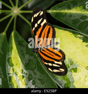 Isabella's (Tiger) Longwing papillon ou Isabella's Heliconian (Eueides Isabella), originaire du Mexique à l'Amazonie Banque D'Images