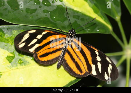 Isabella's (Tiger) Longwing papillon ou Isabella's Heliconian (Eueides Isabella), originaire du Mexique à l'Amazonie Banque D'Images