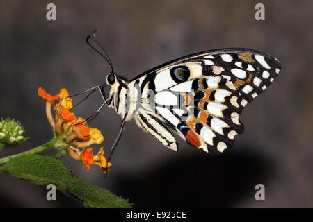 Checkered Papilio demoleus) alias citron ou de lime ou Swallowtail Butterfly petits agrumes, se nourrissant sur une fleur Banque D'Images