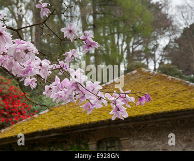 Fleur de Magnolia stellata rose par toit moussu Banque D'Images