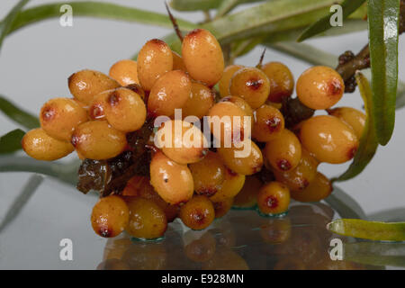 Fruits de l'argousier, le Latin. Hippophae Banque D'Images