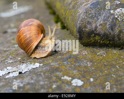 Helix pomatia rampais sur un mur de pierre Banque D'Images