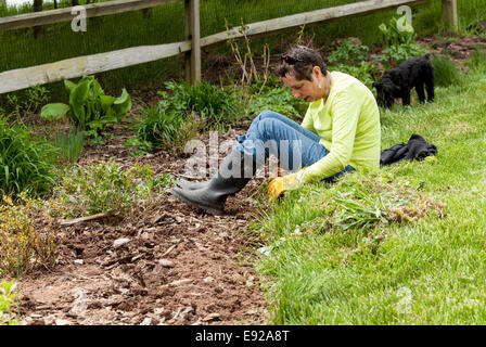 Jardinier dame tirant vers le haut contre les mauvaises herbes dans les parterres Banque D'Images