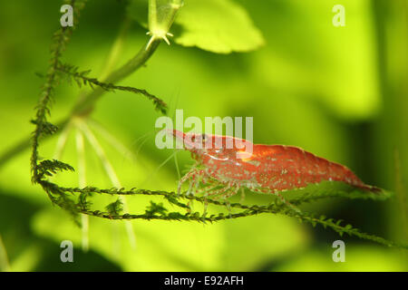 Neocaridina heteropoda var. "Red" Banque D'Images