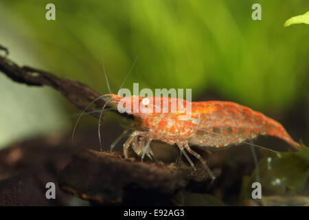 Neocaridina heteropoda var. "Red" Banque D'Images