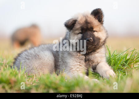 Chiot eurasienne se trouve dans l'herbe Banque D'Images