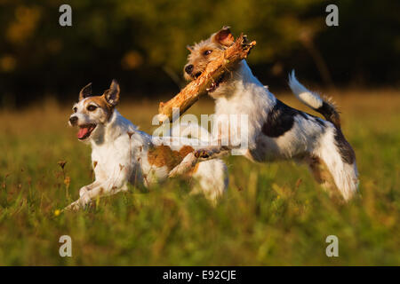 Deux exécutant Parson Russell Terrier Banque D'Images