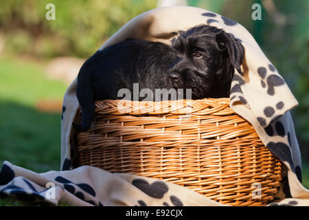 Chiot schnauzer assis dans un panier Banque D'Images