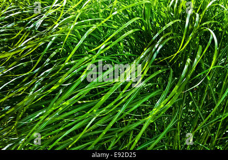 L'Herbe sauvage de vent Banque D'Images