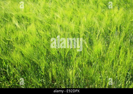 L'orge (Hordeum vulgare) Banque D'Images