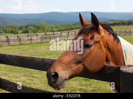 Vieux cheval alezan en milieu rural pré sur fence Banque D'Images