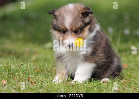 Chiot berger Shetland américain Banque D'Images