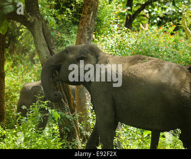 Groupe d'éléphants d'Asie sauvages Banque D'Images