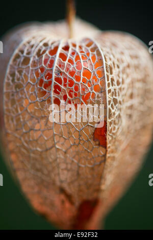 Physalis alkekengi. Lanternes chinoises de séchage des semences de fleurs tubage Banque D'Images