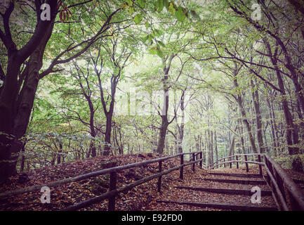 Retro vintage photo filtrée de chemin en bois en forêt. Banque D'Images