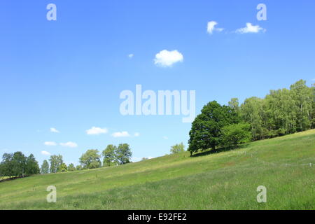 Ciel bleu, forêt et prairie Banque D'Images