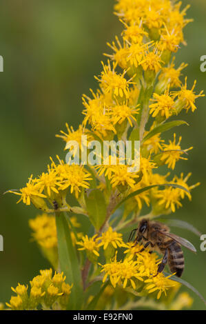 'Abeille à miel (Apis mellifera) Banque D'Images